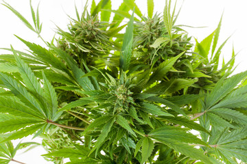 marijuana flower blooming medical cannabis plant