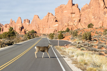 Deer crossing the road