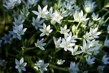 ornithogalum flowers. beautiful bloom in the spring garden. shooting at sunset