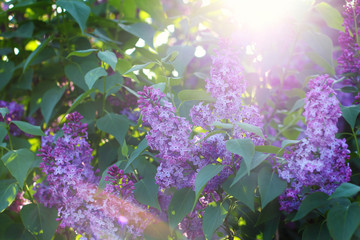 the sun's rays make their way through the beautifully blooming lilac bush. close-up