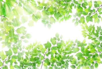 新緑　葉　緑　背景 