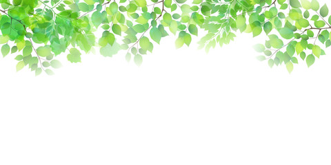 新緑　葉　緑　背景 