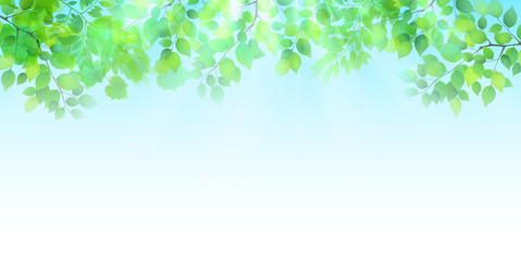 新緑　葉　緑　背景 