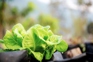 Hydroponic vegetable with sunrise.