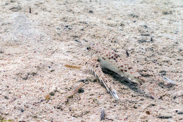 Oriental Flying Gurnard - Sipadan Island, Borneo