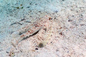Oriental Flying Gurnard