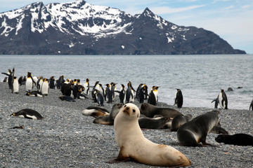 Salisbury Plain South Georgia Islands, panorama of beach with antarctic fur seals and penguins