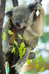 Australian Koala