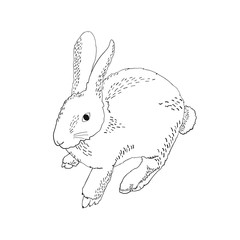 Rabbit hand drawn style. Hand drawing sketch black ink isolated on white background. Nature objects of Wildlife mammals.