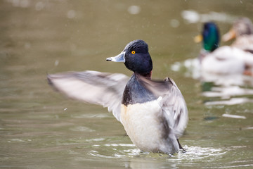 Wild duck on the water in bird sanctuary.