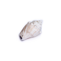 Naklejka premium Sea Shell Isolated