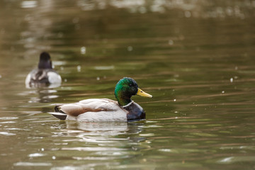 Wild duck on the water in bird sanctuary.