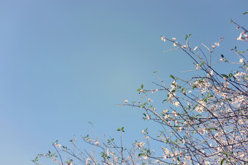 background of spring cherry blossoms tree. selective focus.