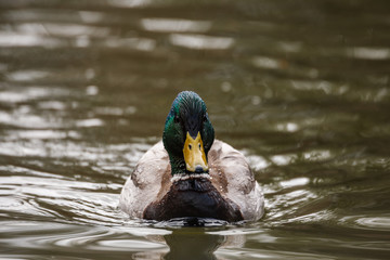 Wild duck on the water in bird sanctuary.