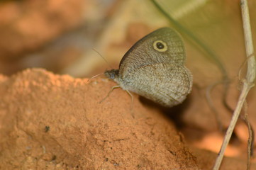 butterfly on leaf
