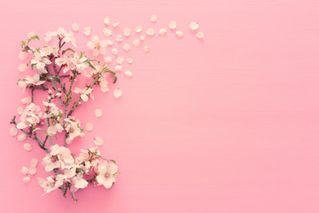 Fototapeta na wymiar photo of spring white cherry blossom tree on pastel pink wooden background. View from above, flat lay