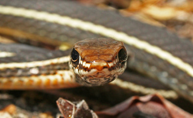 California Striped Racer Coluber lateralis frontal close