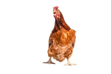 Chicken is flying on a white background.