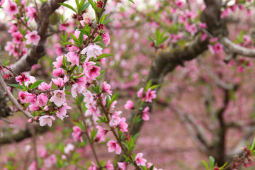 background of spring blossom tree with pink beautiful flowers. selective focus