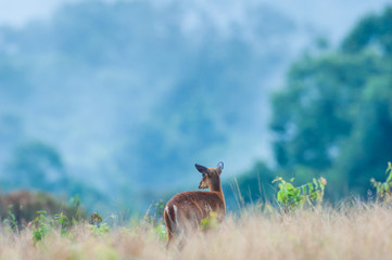 Baby Muntjac or Deer in the grassland in rainy season. Tropical forest in the mist backgrounds. Khao Yai National Park. UNESCO The World Heritage Site. Thailand.