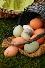 bio eier im gras      ostern