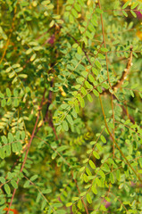 Caragana arborescens or siberian peashrub or pea tree green plant