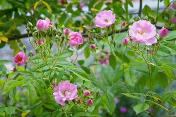 Bush of pink creeping roses flowers in garden