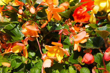 Begonia tuberhybrida illumination orange and yellow flowers