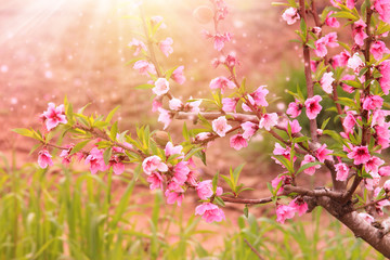 Obraz na płótnie Canvas background of spring blossom tree with pink beautiful flowers. selective focus