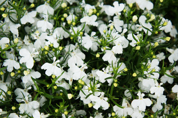 Obraz na płótnie Canvas Lobelia erinus riviera white flowers background