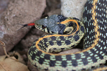 Black-necked Gartersnake (Thamnophis cyrtopsis)