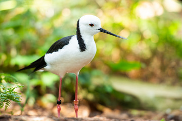 Black-winged Stilt