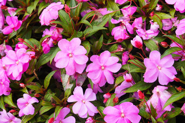 Balsamine or new guinea impatiens pink flowers background