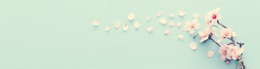 photo of spring white cherry blossom tree on pastel blue wooden background. View from above, flat lay