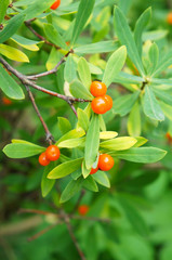 Daphne mezereum or february daphne or spurge laurel or spurge olive green plant with orange berries