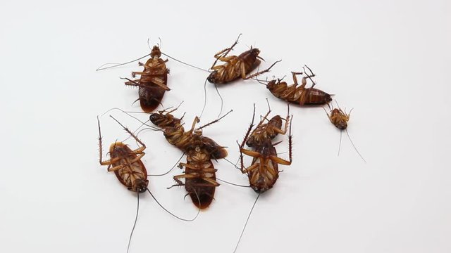 Cockroaches die from Bug Sprays isolate white background