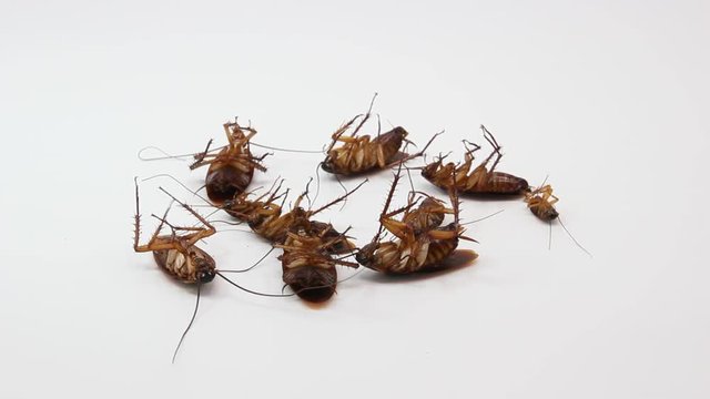 Cockroaches die from Bug Sprays isolate white background