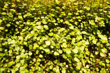Muehlenbeckia complexa creeping wirevine green plant background