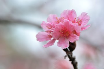 Blooming Fuji cherry blossoms in Hsinchu, Taiwan.