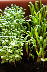Microgreen plant in pot