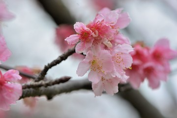 Obraz na płótnie Canvas Blooming Fuji cherry blossoms in Hsinchu, Taiwan.
