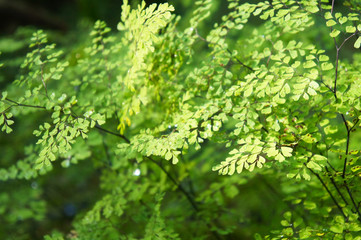 Leaves of adiantum venustum of himlayan maidenhair fern