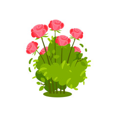 Small green bush with beautiful bright pink roses. Flowering plant. Garden flowers. Natural element. Flat vector icon
