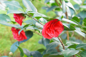 Camellia japonica middlemist red flowers with green leaves