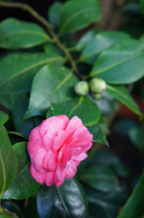 Camellia japonica or common camellia one pink flower with green foliage
