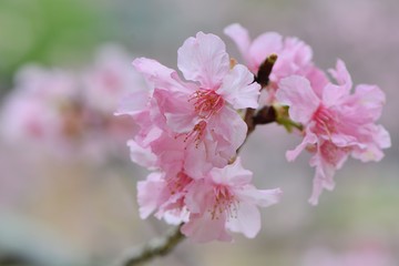 Blooming Fuji cherry blossoms in Hsinchu, Taiwan.