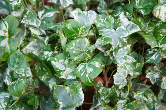 Hedera helix kolibri ivy plant background