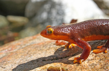California Newt Close Up (Taricha torosa)