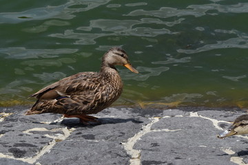 model duck