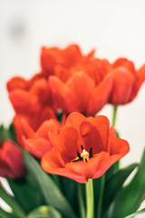 Red tulip flower bouquet in bloom on a white background